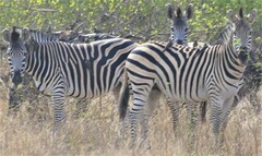 Equus quagga chapmani