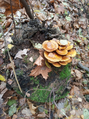 Pholiota