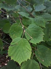 Corylus sieboldiana mandshurica