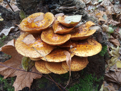 Pholiota