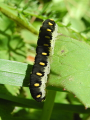 Tenthredo mandibularis