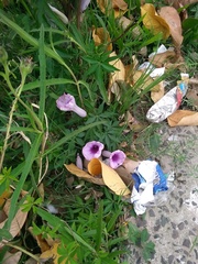 Ipomoea cairica