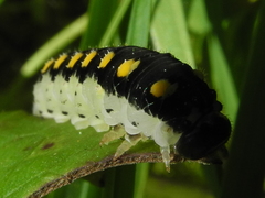 Tenthredo mandibularis