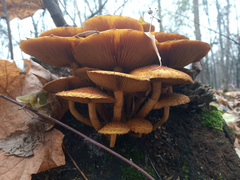 Pholiota
