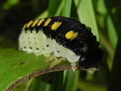 Tenthredo mandibularis