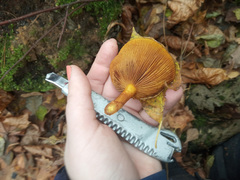 Pholiota