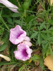 Ipomoea cairica