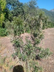 Sophora macrocarpa
