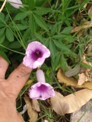 Ipomoea cairica