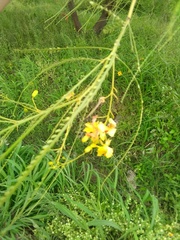 Parkinsonia aculeata
