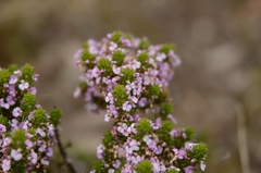 Muraltia satureioides