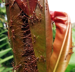 Oecophylla longinoda