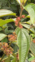 Miconia crenata