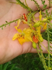Parkinsonia aculeata