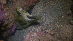 Gymnothorax castaneus