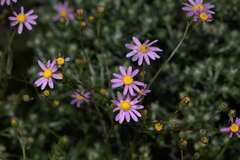 Senecio umbellatus
