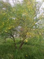 Parkinsonia aculeata
