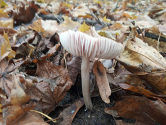 Mycena rosea