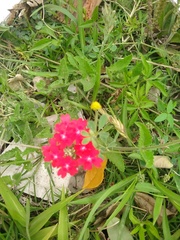 Glandularia peruviana