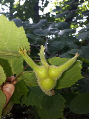 Corylus sieboldiana mandshurica