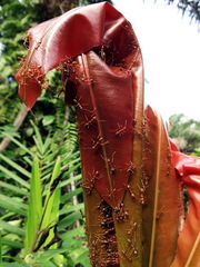 Oecophylla longinoda