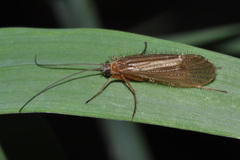 Chaetopteryx