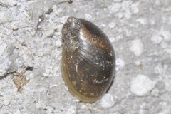 Oxyloma elegans