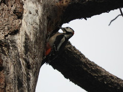 Dendrocopos major hispanus