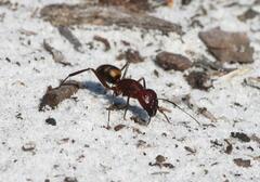 Camponotus socius