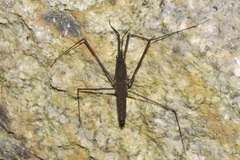 Aquarius najas