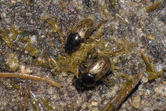 Aphodiini