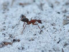 Camponotus socius