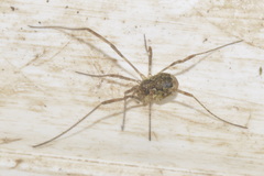 Oligolophus hanseni