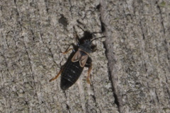 Ischnodemus sabuleti