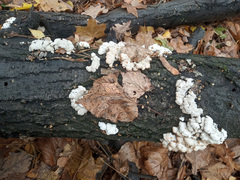 Schizophyllum commune