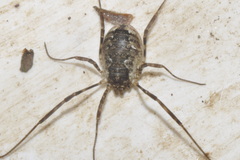 Oligolophus hanseni