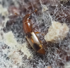 Monotomidae