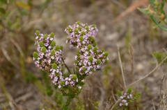 Muraltia satureioides