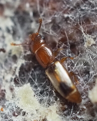 Monotomidae
