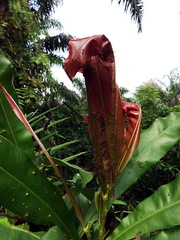 Oecophylla longinoda
