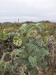 Astragalus pycnostachyus