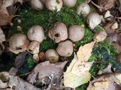 Apioperdon pyriforme