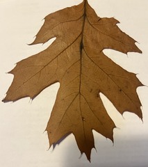 Quercus