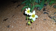 Bidens aurea