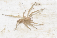 Anyphaena accentuata