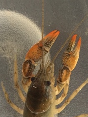 Lacunicambarus acanthura