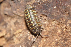 Armadillidium pictum