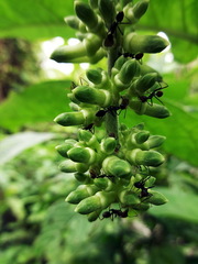 Oecophylla longinoda