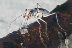 Ellipsoptera hirtilabris