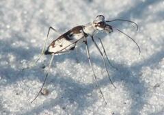 Ellipsoptera hirtilabris